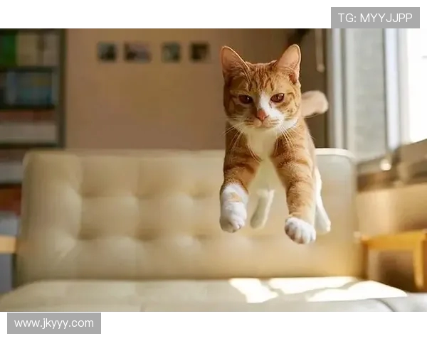 跑酷猫跳翻越展现速度力量与灵巧的极限体育精神竞技魅力与城市运动美学 跑酷猫跳翻越展现速度力量与灵巧的极限体育精神竞技魅力与城市运动美学